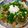 kirikri's cooksnap of when they made 我が家の豚丼 温玉のせ♪.
