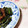 あざらしの赤ちゃん's cooksnap of when they made 中国南京❤簡単！にんにくの芽のピリ辛炒め.