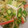 ☆ぽてみ☆'s cooksnap of when they made おつまみにもおくらとかにかまのみぞれ和え.