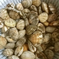 knoflook's cooksnap of when they made 【覚書】あさりの砂ぬき.