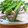 karuca's cooksnap of when they made イカとにんにくの芽のサッと炒め.