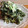 プチック's cooksnap of when they made 旬！生ひじきと新たまねぎのあっさりサラダ.