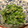 ＧＯＲＯ　's cooksnap of when they made 菜の花のからしマヨ和え☆.