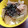 yuuchiiiii's cooksnap of when they made 新玉ねぎとツナのとろとろ煮.