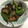 くま・ごろう's cooksnap of when they made 茄子とししとうのポン酢あえ.