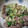 もものすけ母's cooksnap of when they made ゆで砂肝の山椒和え.