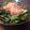 crazyokoy's cooksnap of when they made 水菜じゃこブシサラダ.