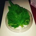 nocochi's cooksnap of when they made 【パリッと長持ち】　大葉（しそ）の保存法.