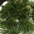 くきこmama's cooksnap of when they made こどもに人気☆にんじん葉のかきあげ.