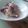 ドミンゲス's cooksnap of when they made 新玉ねぎとしめさばの簡単サラダ.