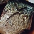 Smika's cooksnap of when they made 鯖の煮付け.