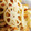 ごーや3's cooksnap of when they made レンコンとさつま揚げの簡単煮.
