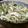 3355yadd's cooksnap of when they made さっぱり水菜サラダ♪.