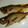 もりのりころ's cooksnap of when they made ＊メバルの煮付け＊.