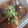 りりぷりん's cooksnap of when they made 大根とサバ味噌缶で♪韓国風なとろ〜り煮物.