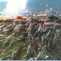 iqiqi's cooksnap of when they made 大葉（しそ）orエゴマの葉のやみつき漬け.