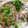 ピンクローズ☆'s cooksnap of when they made アジのなめろう.