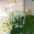 警戒25's cooksnap of when they made フレッシュバジルでジェノベーゼ♪♪.