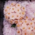 あくび王子まま's cooksnap of when they made 簡単♪梅雨にぴったりあじさいキャラ弁.