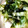 クックGV3U99☆'s cooksnap of when they made あおさときゅうりのさっぱり和え.