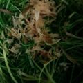 ma___111's cooksnap of when they made 栄養満点！おかひじきのおかか和え.