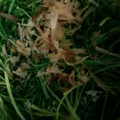 ma___111's cooksnap of when they made 栄養満点！おかひじきのおかか和え.