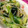 ユチョン1217's cooksnap of when they made 超簡単　青梗菜ときゅうり炒め.