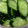 ぎんとえーす's cooksnap of when they made きゅうりのからし漬け.