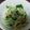 nyha26's cooksnap of when they made シャキウマ♪大根と水菜の梅サラダ.
