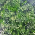 ayakapo's cooksnap of when they made 大根の葉☆いつでも使える冷凍保存♫.