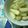 きいのこ。's cooksnap of when they made クレイジーソルトで作る塩らっきょう.