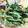 tmj69128's cooksnap of when they made ★いんげんのマヨおかか和え★.
