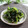 まろんかふぇ's cooksnap of when they made ほうれん草の練り胡麻和え.