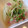 ちー姫子's cooksnap of when they made 丸ごと新玉ねぎ☆とろみスープがけ.