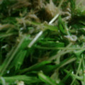 きよ良's cooksnap of when they made ✿水菜とシラスのさっぱり和え✿.
