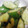 chipple3's cooksnap of when they made 浅漬け風簡単キュウリの梅干和え.