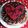 ☆★ケイト★☆'s cooksnap of when they made 生チョコタルト☆簡単ver..