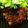 kyon711's cooksnap of when they made ポークソテーをバルサミコとローズマリーで.