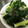 Ｍもぐもぐ's cooksnap of when they made 超簡単きゅうりとみょうがのさっぱり和え.