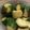 みんにょんぼん's cooksnap of when they made きゅうりの漬物.