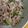 iceｰsand's cooksnap of when they made チャイブ☆豚こま肉の梅肉昆布和え.