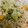 nanonappy's cooksnap of when they made ちりめんじゃことレタスの炊き込みご飯.