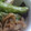 ☆なちょちょ★'s cooksnap of when they made 豚肉とししとうの甘辛炒め.