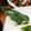 puranzoai's cooksnap of when they made ○ちまき○.