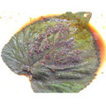 トクライ's cooksnap of when they made エゴマの葉の漬け物ー깻입.