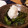やまぷん's cooksnap of when they made 簡単 おつまみ ししとうの 焼き浸し♪.