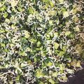 ぺあやの's cooksnap of when they made 生姜香る大根の葉とじゃこのふりかけ.