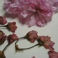 まめ's cooksnap of when they made 桜の塩漬け.