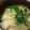 syrup127g's cooksnap of when they made プチッと鍋で♡雲呑の皮のちゅるるんスープ.