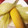 とろけい's cooksnap of when they made 目から鱗のとうもろこしの蒸かし方.